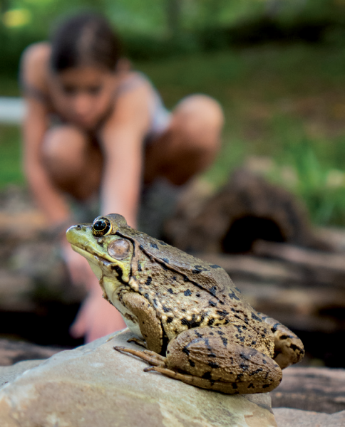 绿色青蛙的图片