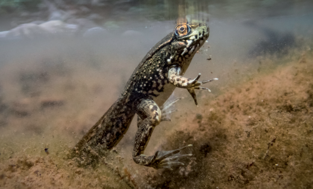 河中正在变态的绿蛙蝌蚪