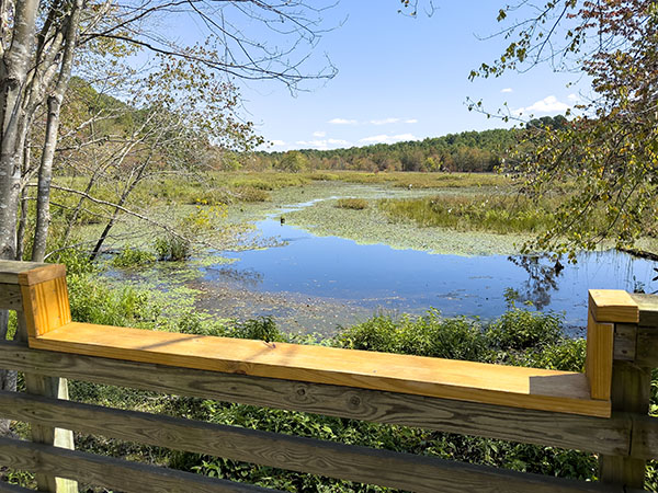 木板路的降低栏杆让每个人都可以在池塘里寻找大白鹭和水禽。照片来源：Lisa Mease