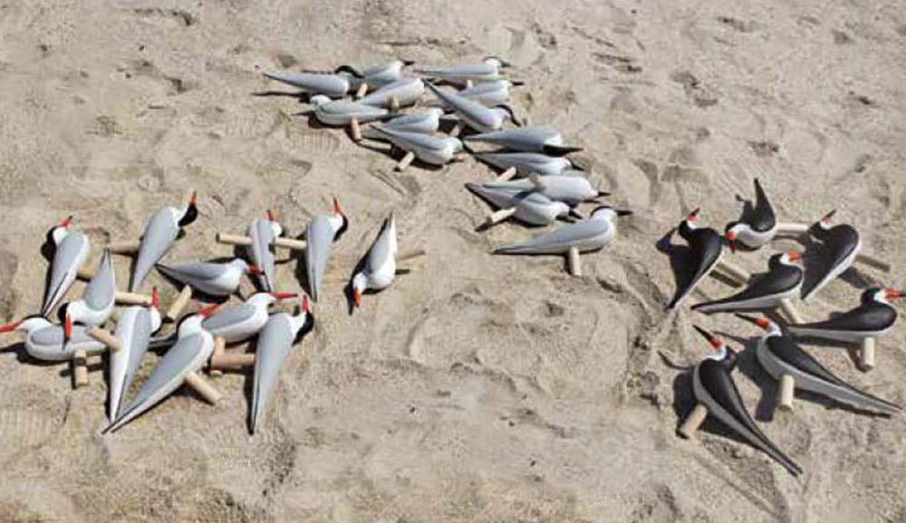 普通燕鸥、鸥嘴燕鸥和黑鹬诱饵；准备放置在新建的栖息地。