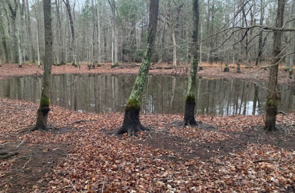 东部虎螈的繁殖栖息地。摄影： © JD Kleopfer - 州爬虫学家 - DWR