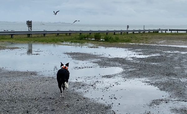 Flyaway Bett 在 HRBT 北岛努力工作