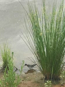 瑞安池塘 (Ryan's Pond) 上的红颈瓣蹼鹬照片 