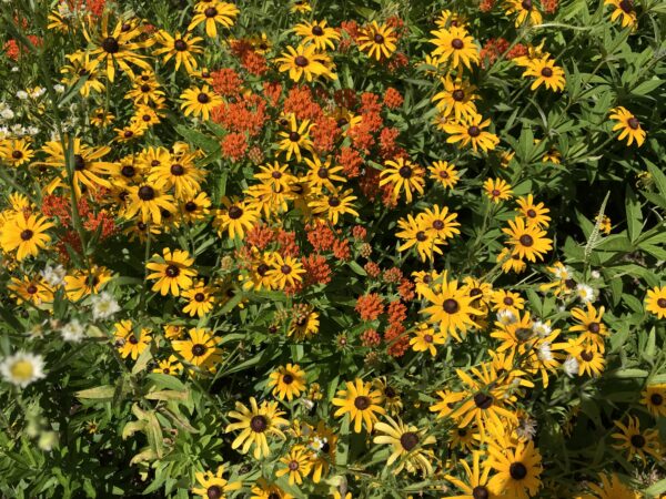 传粉花园中各种花朵的图片；它们通常是黄色和橙色，因为这些颜色是蜜蜂喜欢的