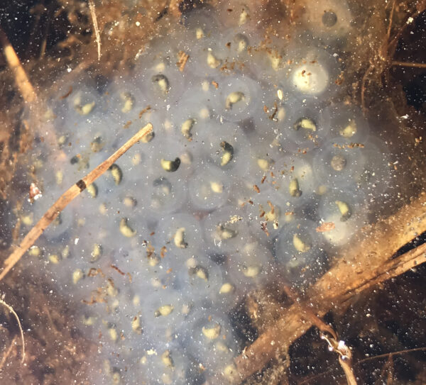这是乳白色卵鞘中的斑点蝾螈幼崽的特写,它们呈黑色,尾巴正在形成的地方有一个黄色斑点。