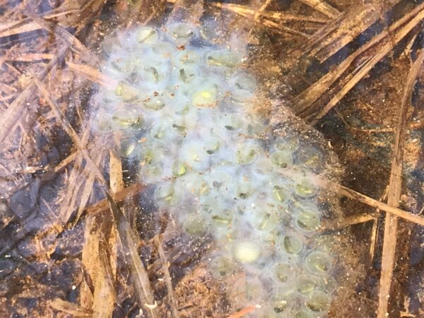 这张图显示的是斑点蝾螈幼虫,它们原本的黄色巢穴变成了乳白色