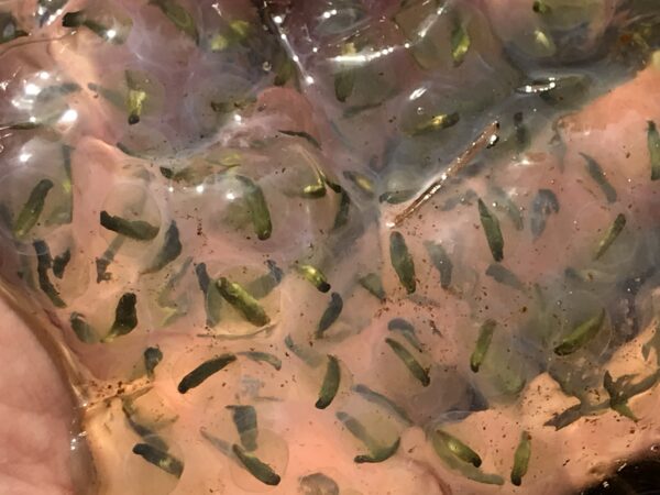 斑点蝾螈与共生藻类共同发育,因此呈现绿色
