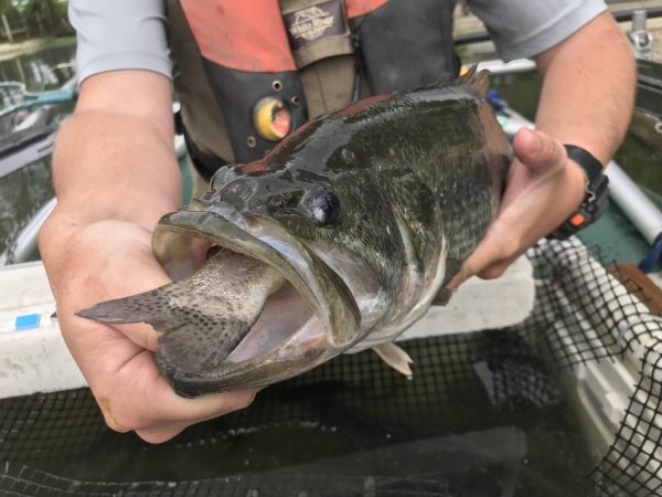 一条大嘴鲈鱼正在享用 DWR 放养的一条鳟鱼。