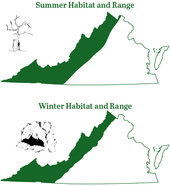 印第安纳蝙蝠生活在弗吉尼亚州的山区