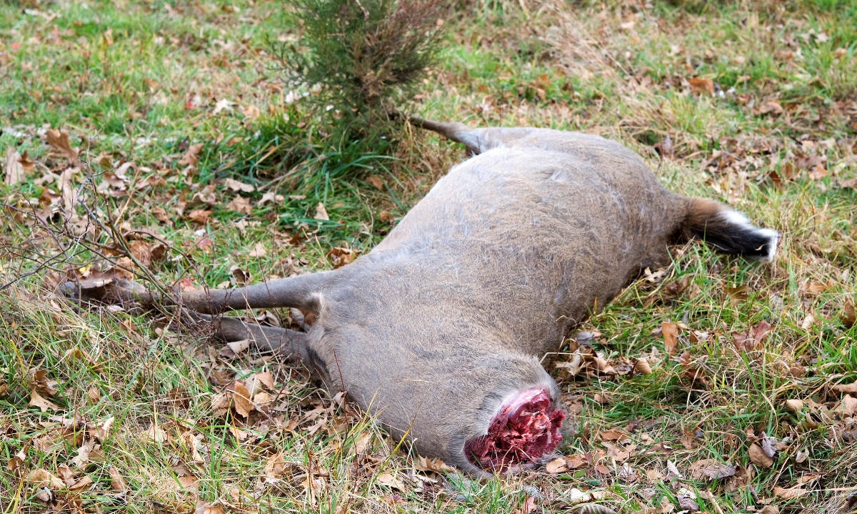 一张白尾鹿雄鹿的图片……没有头;偷猎者只想要头部,因此留下了身体的其余部分。
