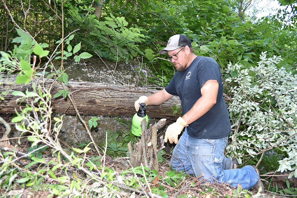 一名男子用绿色喷雾瓶将化学药品喷洒在刚刚被砍下的秋橄榄树桩上。