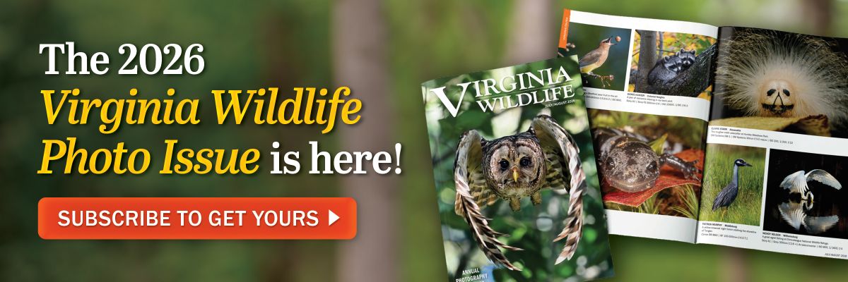 The 2026 Virginia Wildlife Photo Issue is here!立即订阅即可获取。 