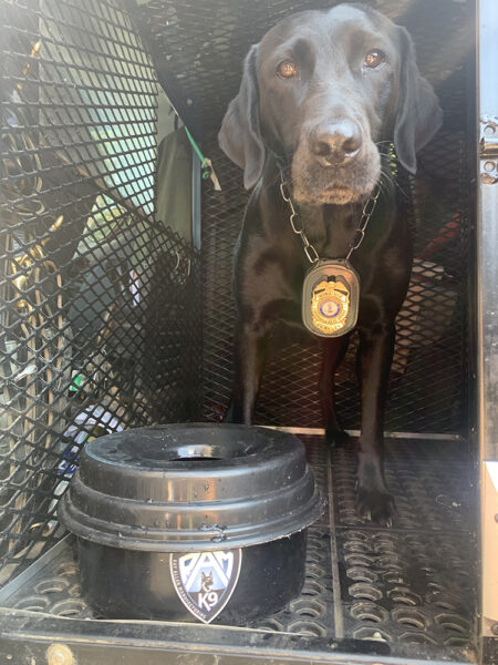 K 9 Bailey，一只黑色拉布拉多犬，在她的狗窝里，带着她特制的防溢水碗