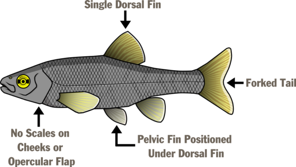 一张标明鱼的不同部位的插图 - 单背鳍、分叉尾、位于背鳍下方的腹鳍，以及脸颊或鳃盖上没有鳞片。
