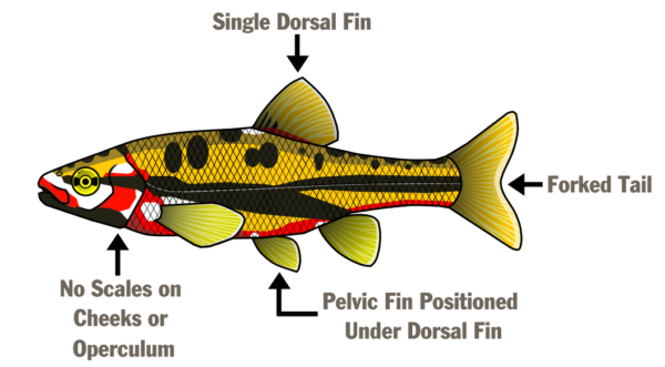 一幅标明鱼体各部位的插图 - 单背鳍、分叉尾、位于背鳍下方的腹鳍、脸颊和鳃盖上没有鳞片。