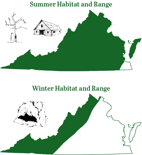 夏季，小棕蝠遍布弗吉尼亚州各地；冬季，它们会迁徙到弗吉尼亚州西部的内陆山脉