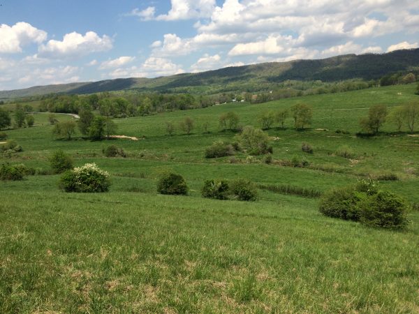 草地图片；理想的红头伯劳领地