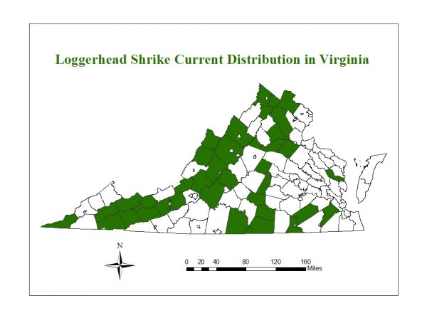 红头伯劳是一种濒危物种，分布在弗吉尼亚州各地