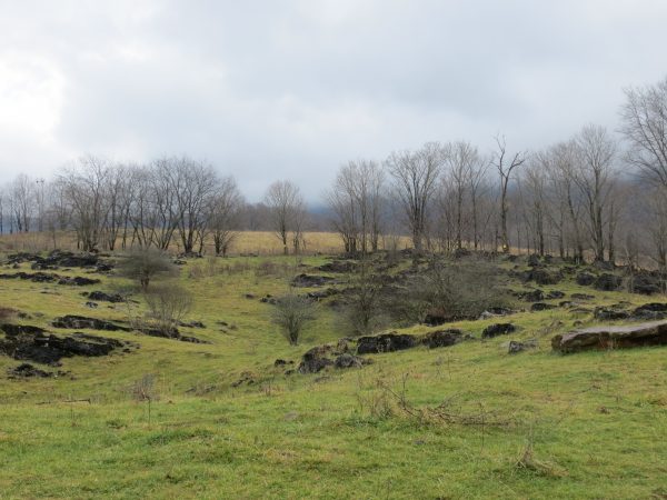 另一片草地，树木稀疏，也是红头伯劳的理想栖息地