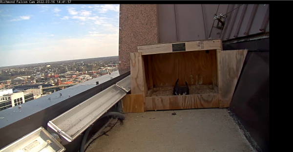 雌性游隼保持刮擦