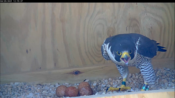 雄鸟产下四枚卵