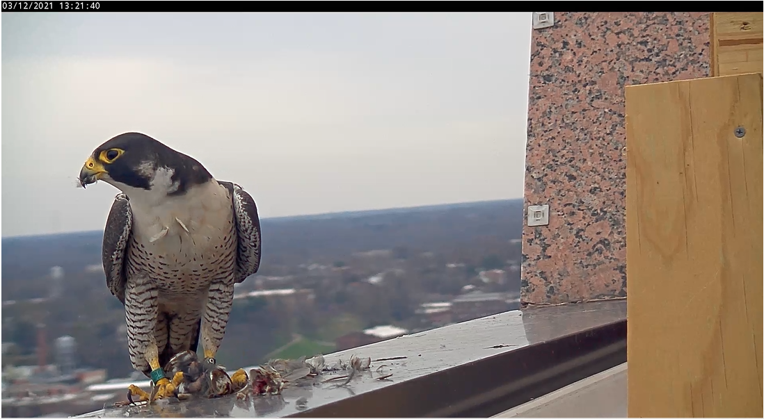 雄隼正在吃一只刚被杀死的歌带鹀