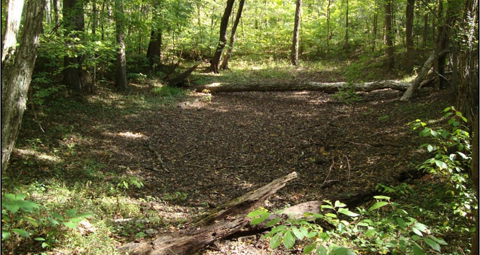 一张树林中地面干燥凹陷的照片。