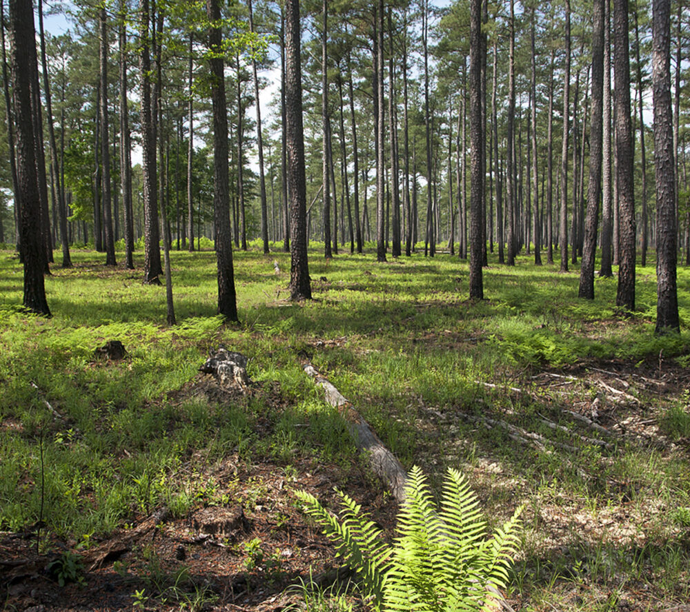 大森林 WMA 在规定的燃烧后开始更新。 