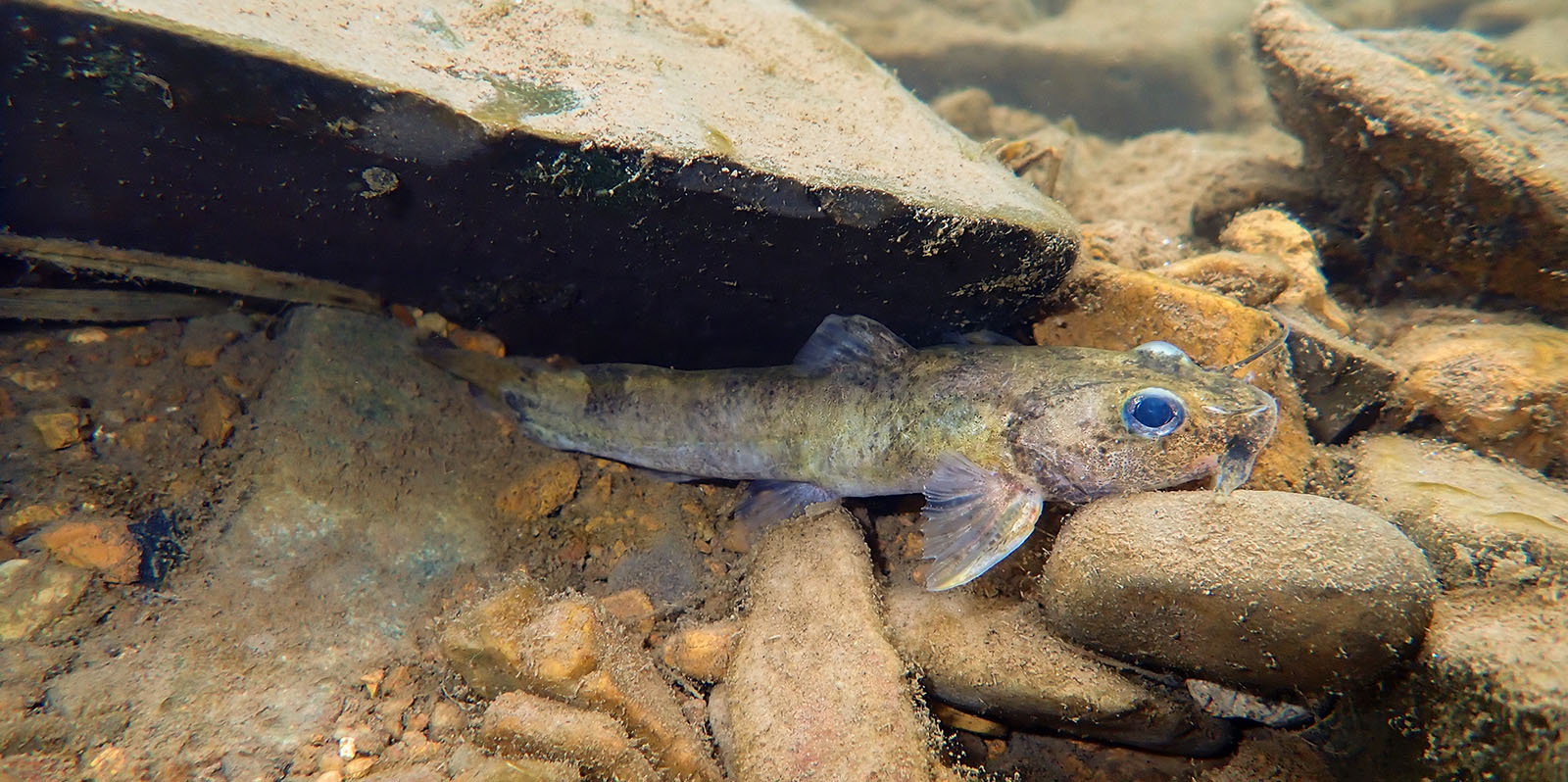 一张水下照片，一只小小的、有条纹的黄色鱼半藏在岩石下面。