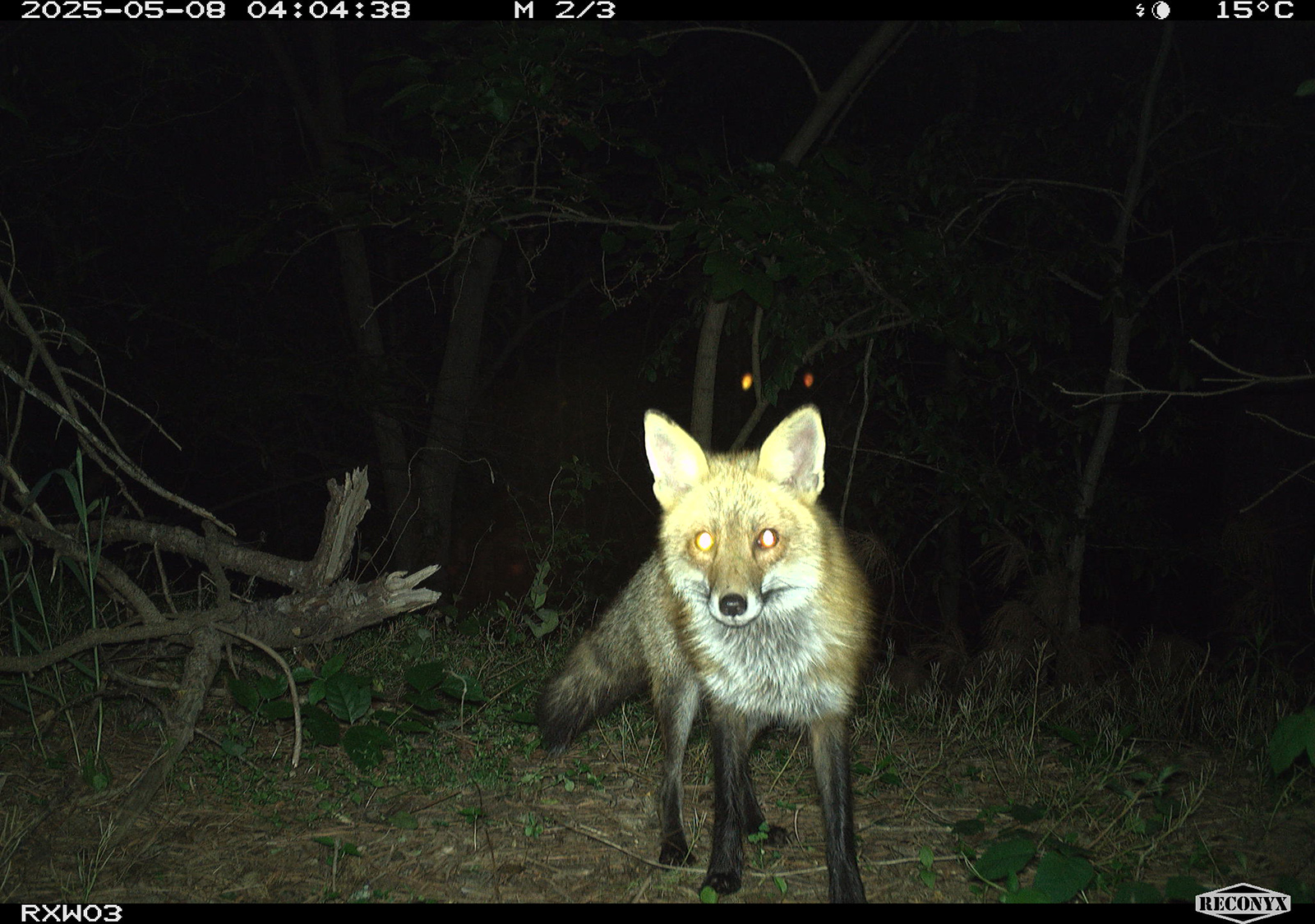 A trail camera photo of a red fox.