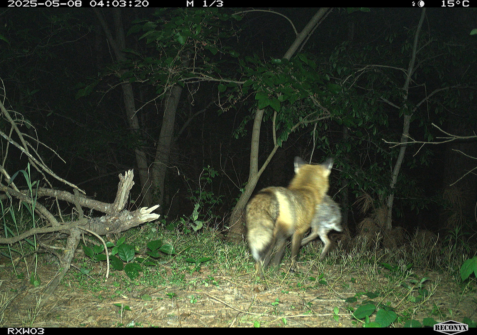 A trail camera photo of a red fox trotting away with a cottontail rabbit in its mouth.