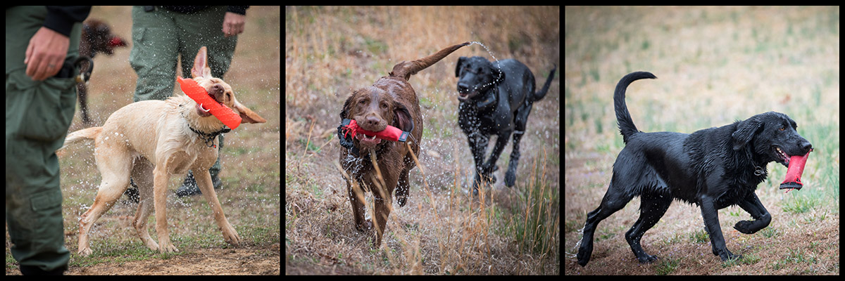 K 9警官和他们的玩具的蒙太奇
