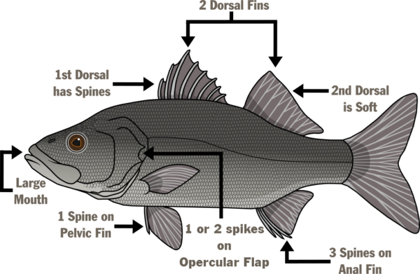图示鱼类解剖结构 - 嘴大，第一背鳍有刺，两个背鳍，第二背鳍柔软，臀鳍上有三根刺，鳃盖上有一到两根刺，腹鳍上有一根刺。