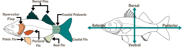 两条鱼的示意图。第一个在左边，标出了鱼的各个部位——鳃盖、背鳍、尾鳍、尾柄、臀鳍、腹鳍和胸鳍。第二个在右边，有一个水平和垂直箭头，分别标明鱼的区域 - 前侧、背部、后侧和腹部。