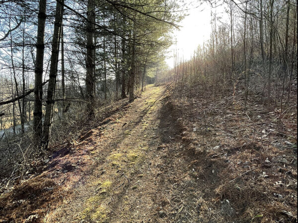 聆听弗吉尼亚野生动物和观鸟小径沿途落叶层中画眉和麻雀的叫声。照片来源：Lisa Mease