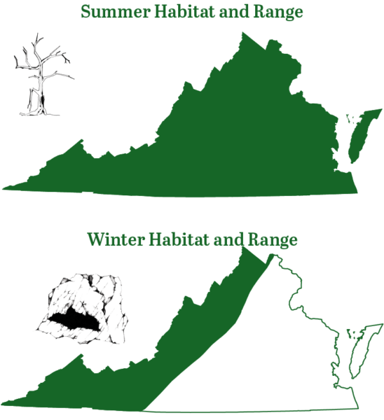 夏季，北长耳蝙蝠遍布弗吉尼亚州；冬季，它们的栖息地转移到仅存在于山区