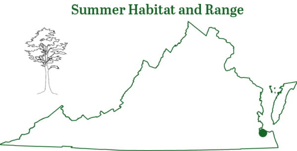 北黄蝙蝠是在弗吉尼亚州东南部的一个洞穴中发现的