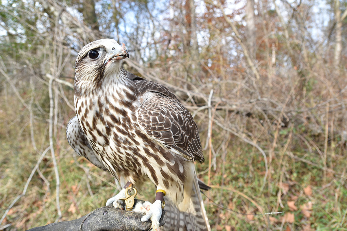 一只名叫古驰 (Gucci) 的矛隼被猎鹰猎人抓着的照片