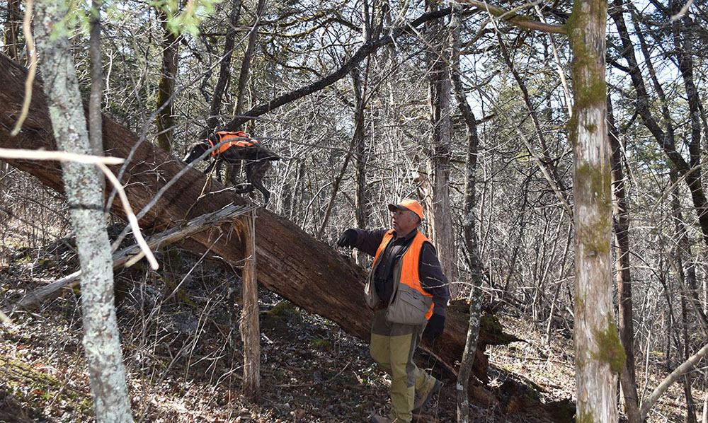 图中一只名叫罗西的巧克力色拉布拉多犬身穿一件可见背心，正在追踪一只爬上倒树的松鼠