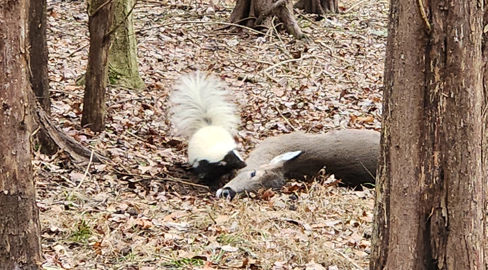 一张臭鼬在树林中嗅闻死鹿尸体的照片。