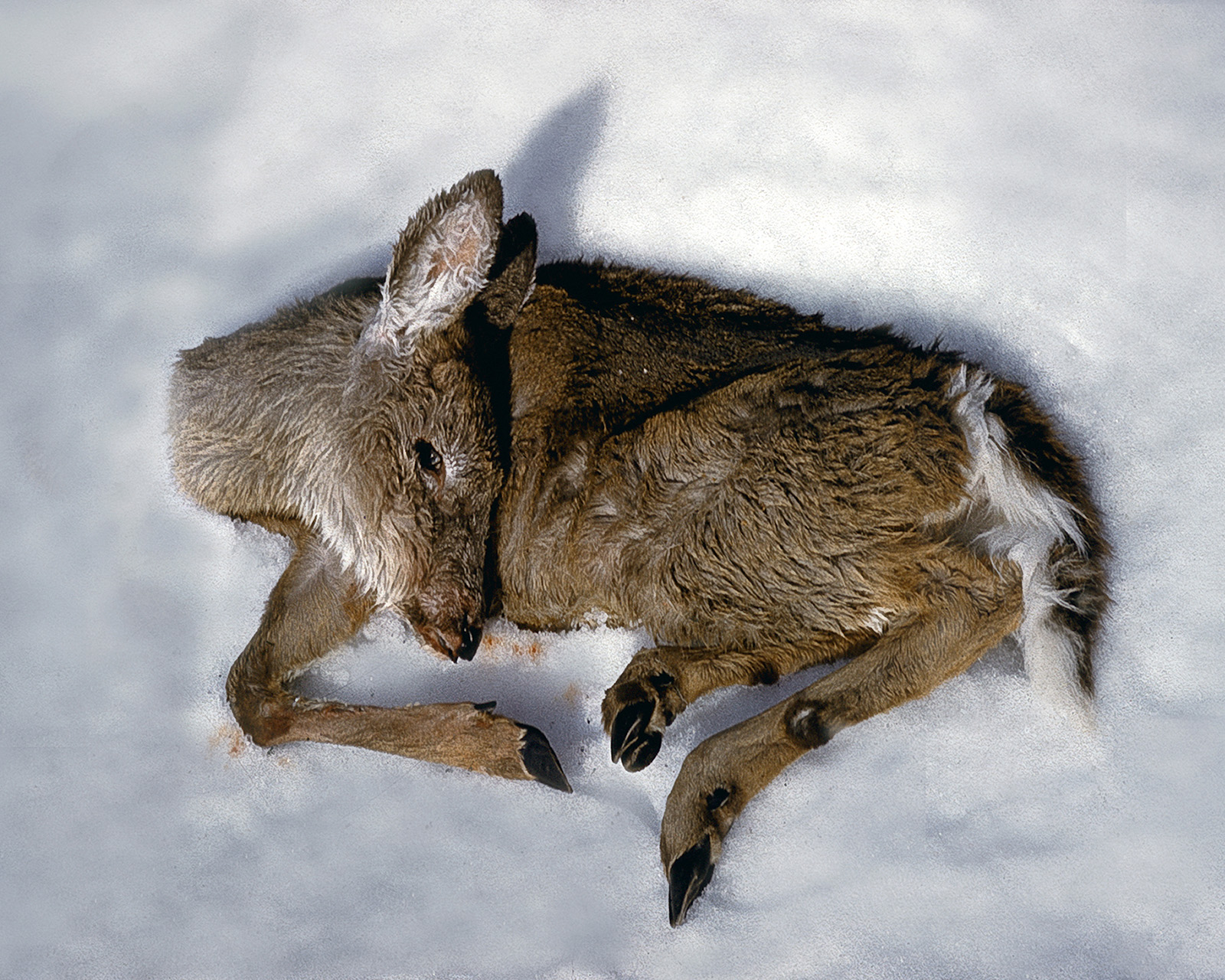 死去的鹿侧躺在雪地里,头埋在一边。