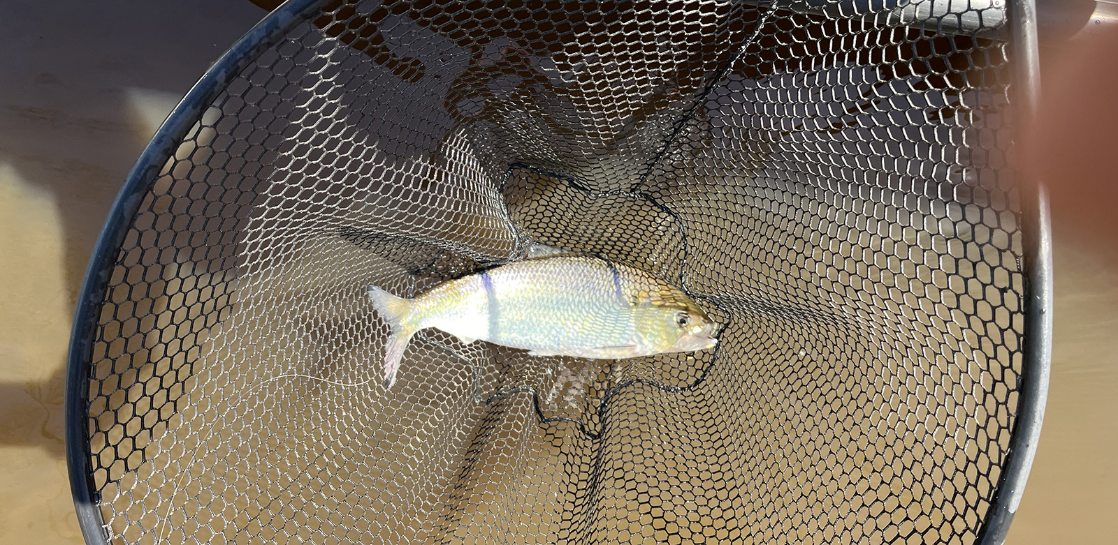 一张美国鲱鱼在船边水中的网中的照片。