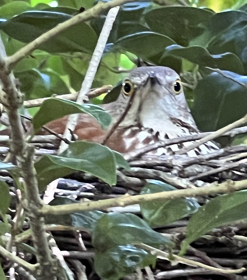 一只棕色的塔舍尔鸟正在孵蛋。