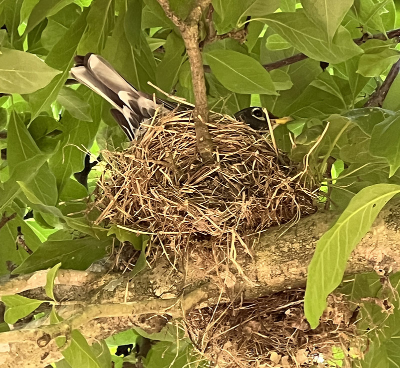 这只美洲知更鸟正在人行道上方的一棵小碟形木兰树（亚洲杂交品种）上筑巢。