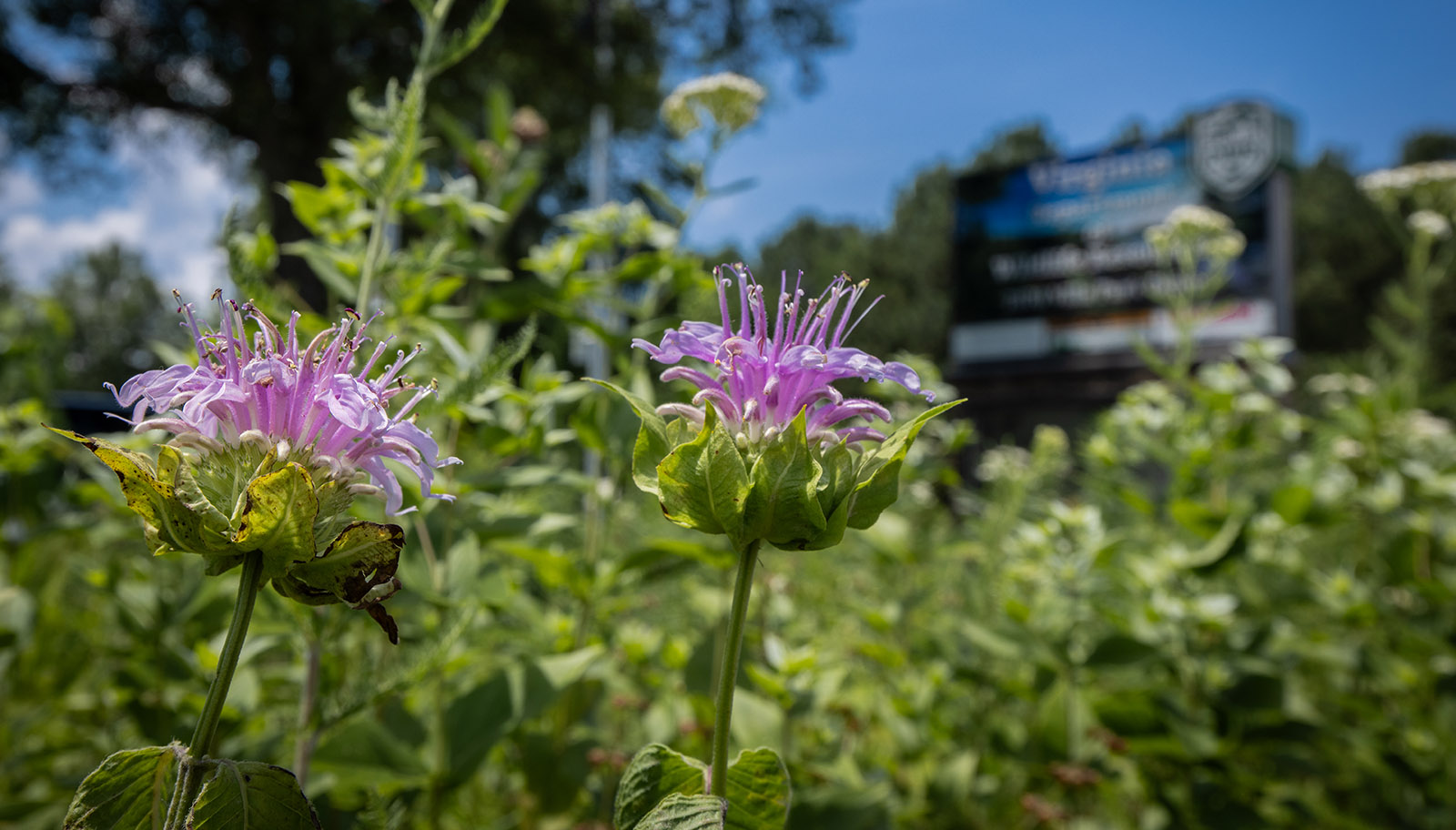 这是一朵紫色花朵的特写,背景是 DWR 总部的标志。