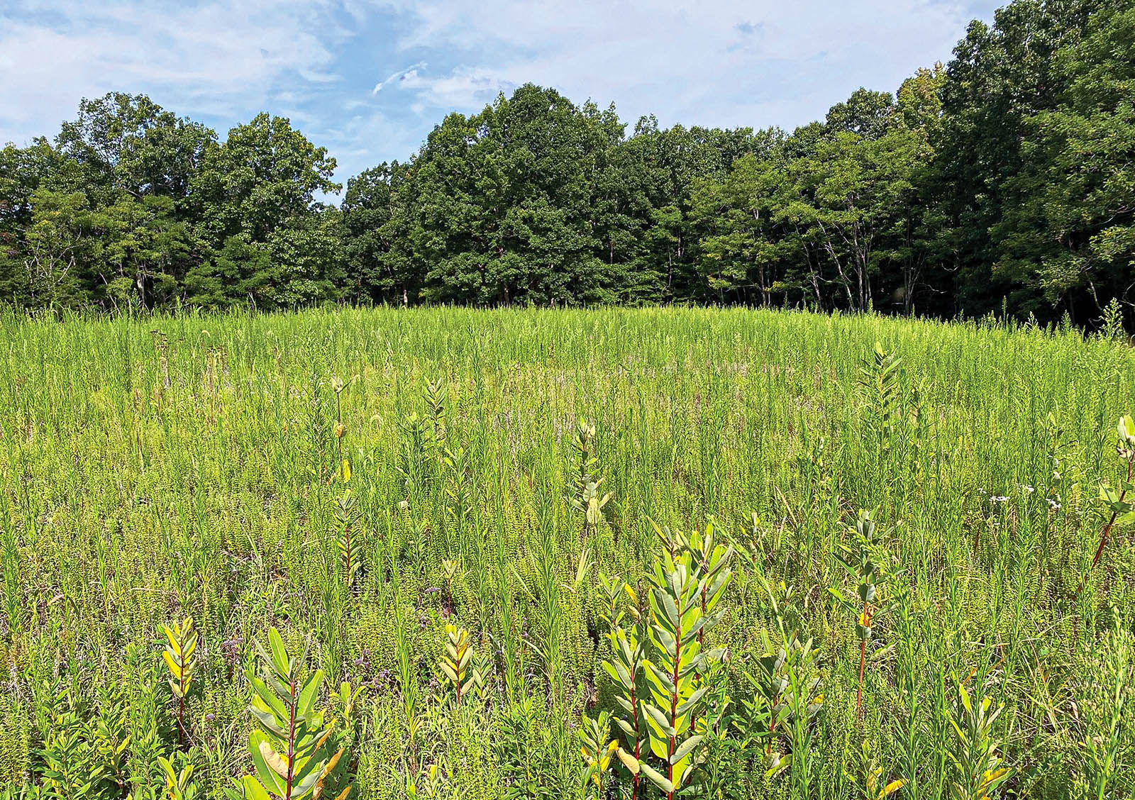 一张长满高草的开阔田野的照片。