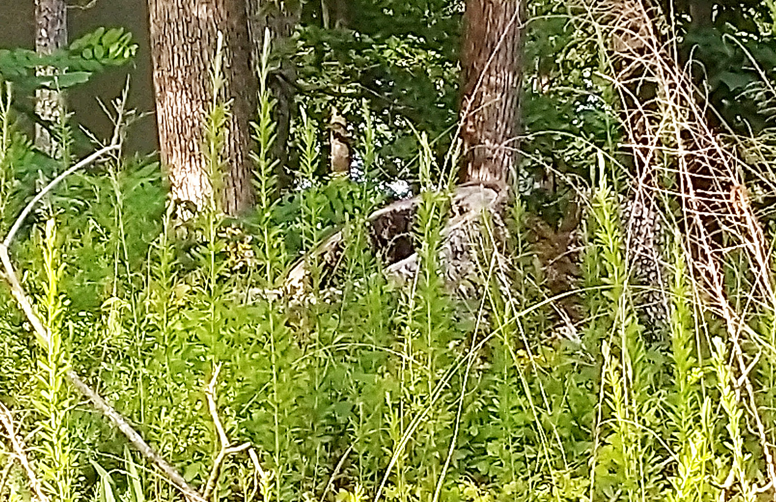 一幅水体附近长满树木和树叶的土地图像