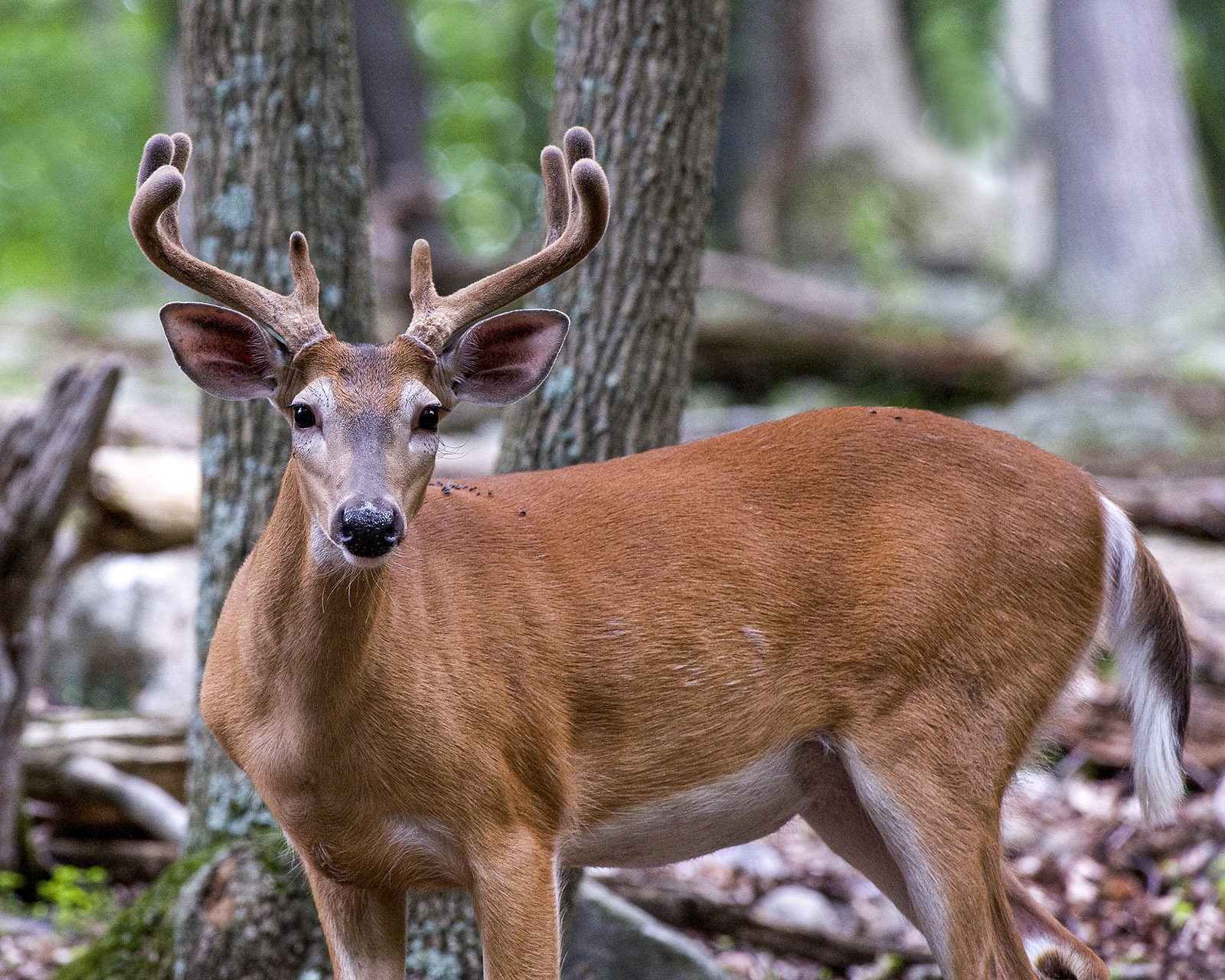 一张照片中，一只雄鹿站在树林里，它有着鲜红色的皮毛和鹿角上的茸毛。