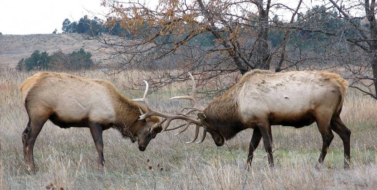两只公麋鹿的鹿角互相锁在一起