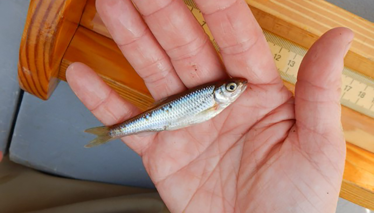 一名男子手持白色小鱼饵的图片